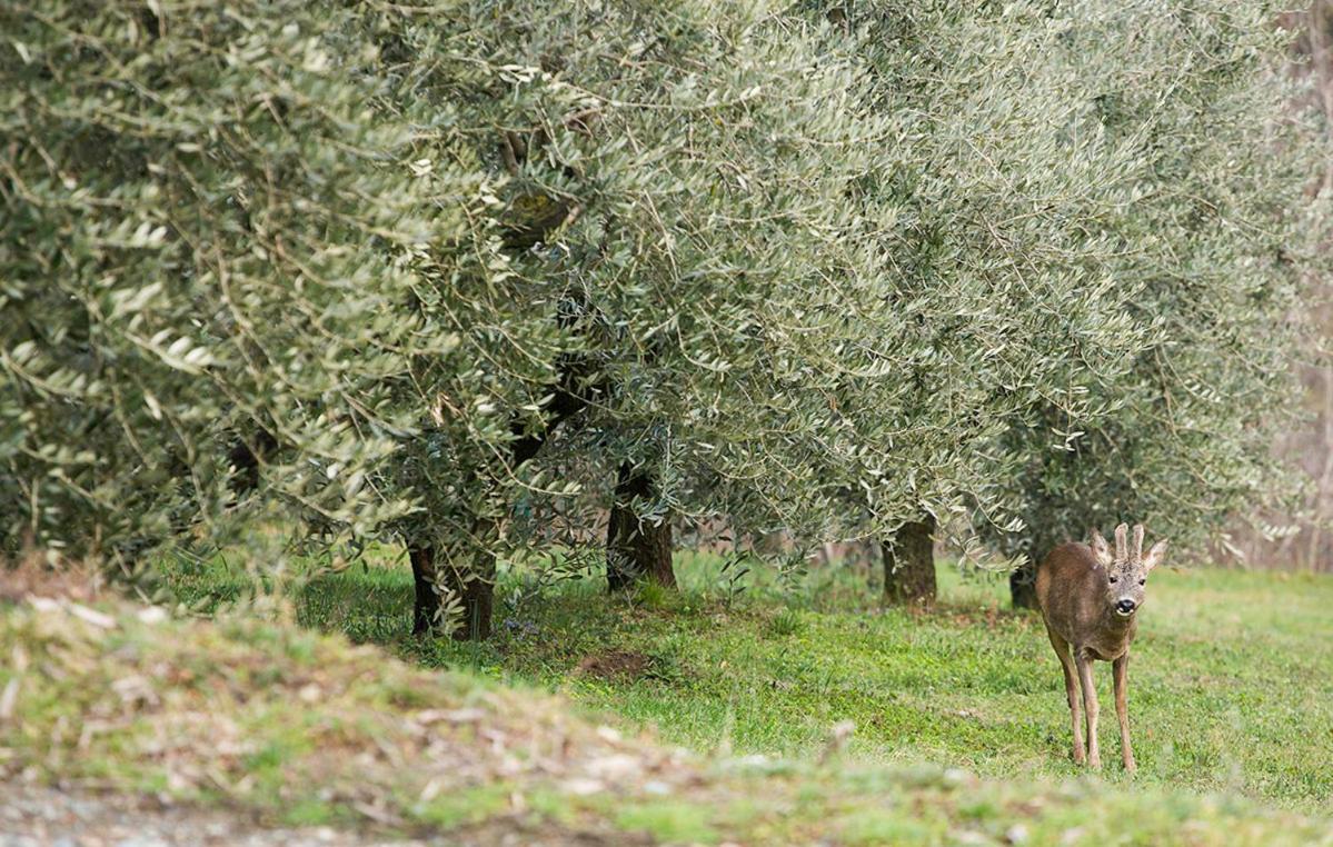 La Pieve Appartement Chianni Buitenkant foto